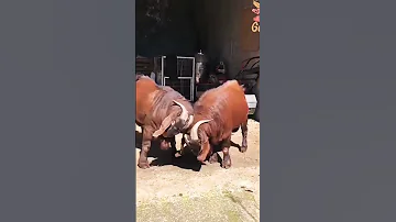 ماعز البور الكلهاري الاصلي 
