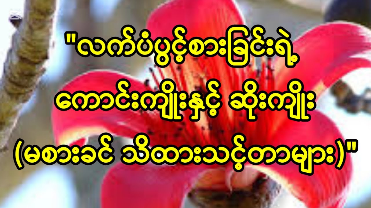 နွေဦးရဲ့ လက်ဆောင် မသိသေးတဲ့ လက်ပံပွင့်ရဲ့ အံ့မခန်း ကျန်းမာရေးအကျိုးကျေးဇူး (၁၀) ချက်