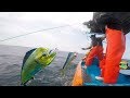 PESCADORES USAN PEZ VOLADOR PARA PESCAR DORADOS PERICOS - Pesca en Alta Mar