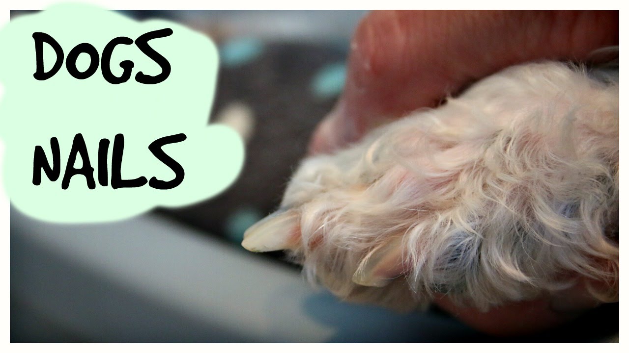 HOW TO STOP A DOGS NAIL FROM BLEEDING - SPECIAL METHOD - YouTube