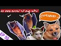 ബി കോം സി ഐ ഡി പപ്പിക്കുട്ടൻ ! | Puppykuttan Webseries 50 th episode Malayalam Comedy fun dub