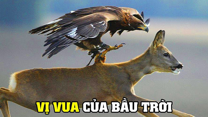 Đại Bàng Vàng - Thợ Săn Bầu Trời | Khám Phá Thế Giới Động Vật Hoang Dã