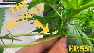HOW I GROW - EP5S1 - THE MUTANT