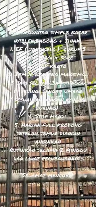 Rawatan kacer nyiblek,bagong, jinak