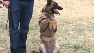 Köpek timi suçlulara göz açtırmıyor