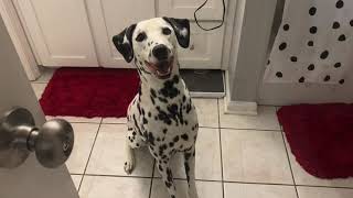 Jake's Virtual Scent Work Test (VSWT) Beginner Search #2