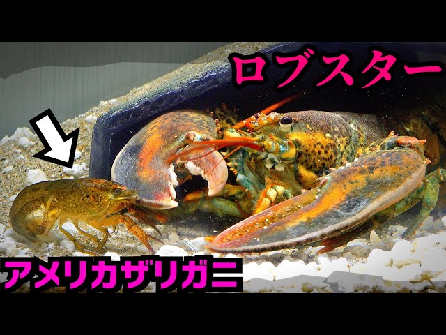 When you bring a crayfish close to a lobster - YouTube