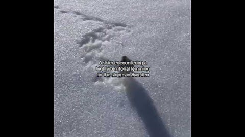 A skier encountering a highly territorial lemming on the slopes in Sweden