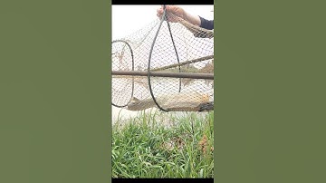 Thăm Lờ Cá Dính Cặp Cá Lóc Đồng To – Thêm Cá Rô Đồng Ngoài Ruộng Nước Linh Láng!