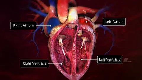 HCL Learning DigiSchool   Structure of the Human Heart  RAHUL JAKER