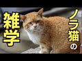 【雑学】野良猫との付きあうための50のトリビア