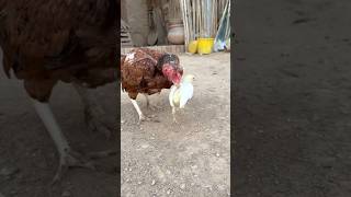 Famous White Java accepts cute white chick#viralvideo #chicks #accept Profile