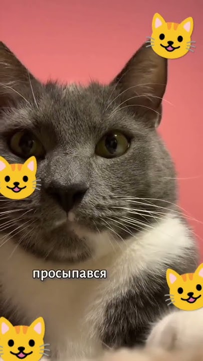 Ой а кто тут сонная колбаска?....#подпишись #котик - YouTube
