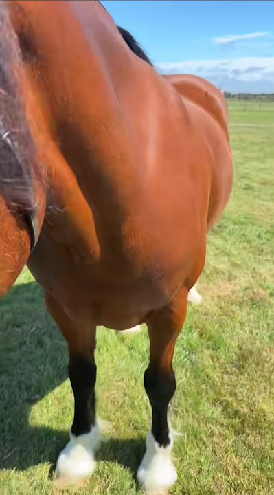 beautiful horse 🐎 ❤️ 👌 lovely horse #horse