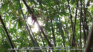 Slow Loris Little Fireface Project Documentary by Muhammad Taufik