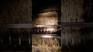 Night #working #yanmar #harvester #villagelife #workingtime #farming #automobile