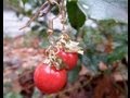 How to Make Simple Ornament Earrings