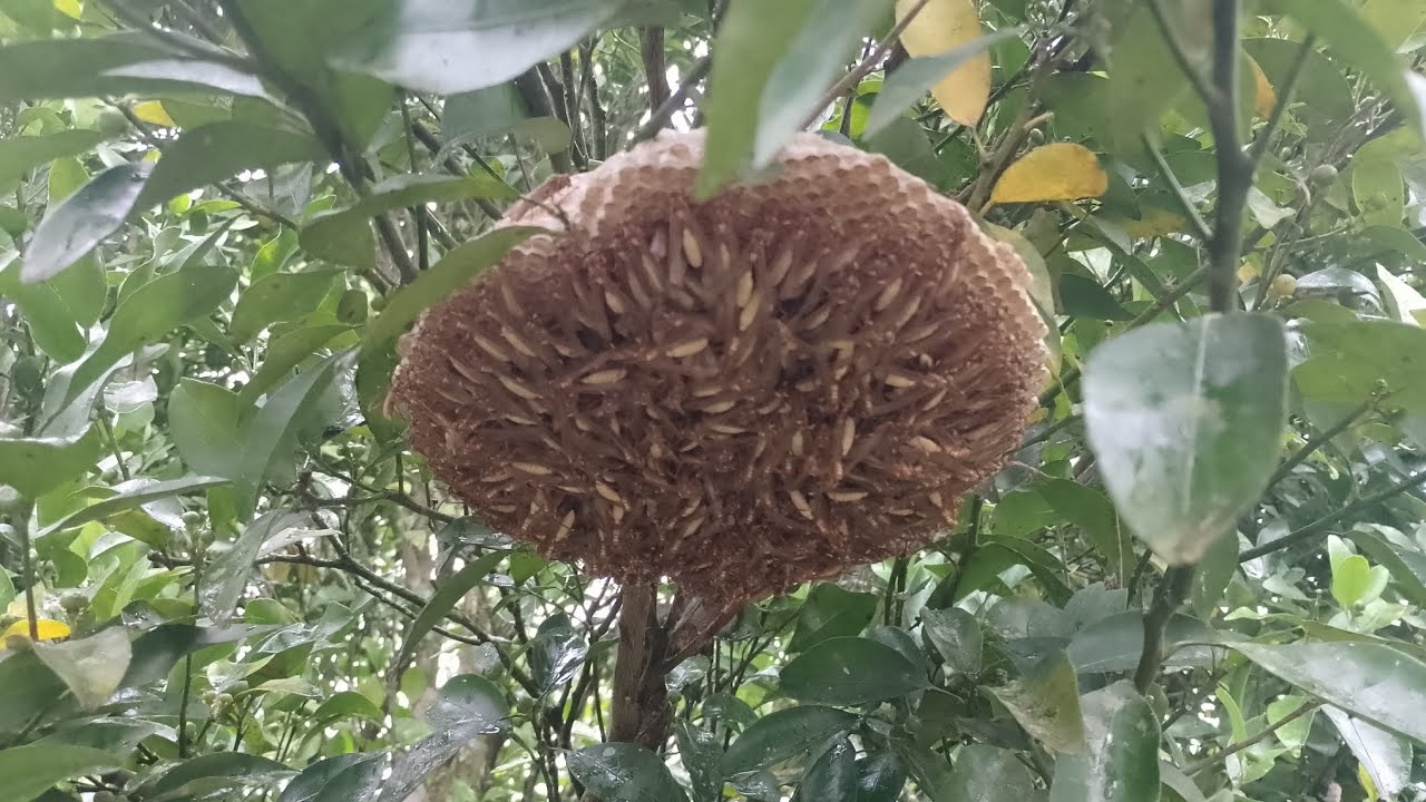 Mostrando um pouco da minha chácara 