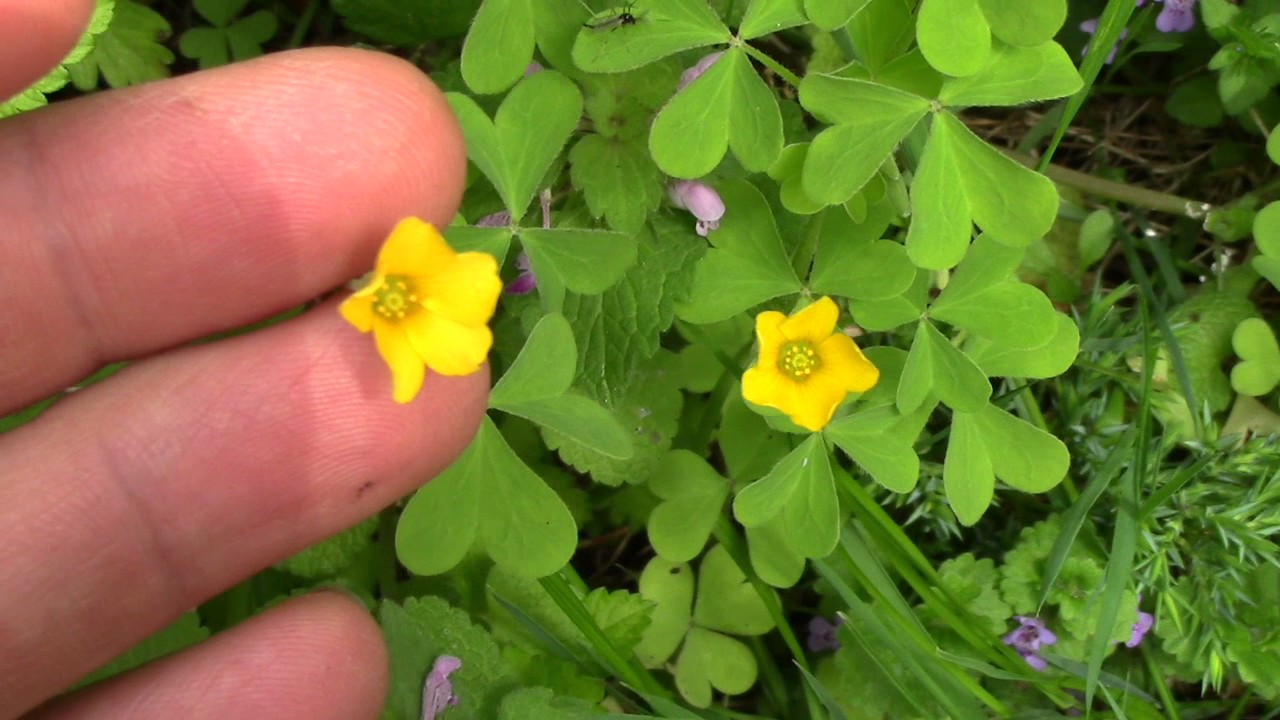 Yellow Woodsorrel Oxalis Spp Edible Wild Plants Youtube