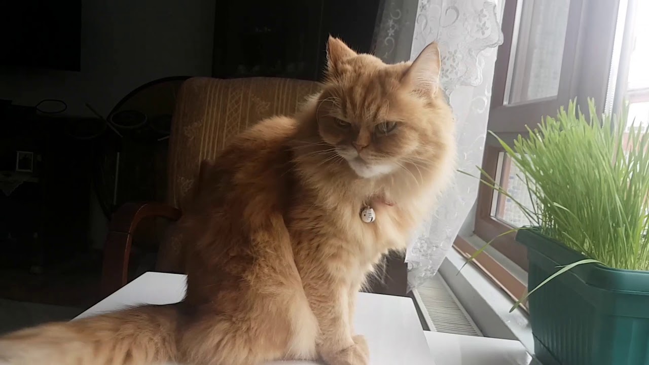Titiz kedi tarçın - YouTube