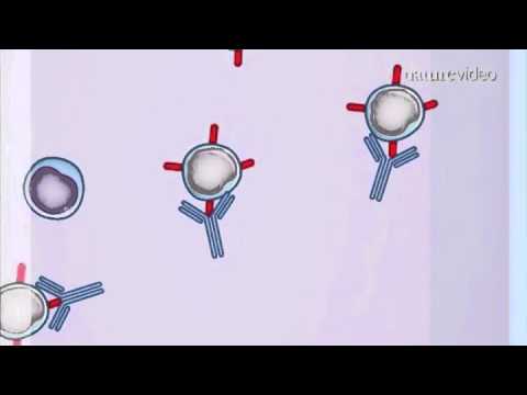 Video: Moduleren Van De Biochemische En Biofysische Kweekomgeving Om Osteogene Differentiatie En Rijping Van Van Menselijke Pluripotente Stamcel Afgeleide Mesenchymale Voorlopers Te Verbe