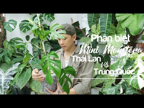 Phân Biệt ‘Mini Monstera’ Thái Lan vs Trung Quốc, nhân giống và trồng ‘Mini Monstera’ - ATTV