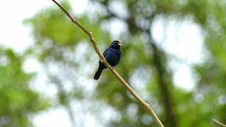 Blue-Black Grassquit (Volatinia jacarina splendens) male singing, French Guiana