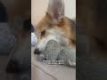 what do you love about Lili? #corgi #dogs #pets