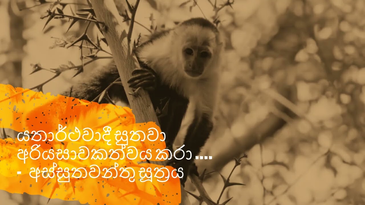 යතාර්ථවාදී සුතවා අරියසාවකත්වය කරා ... | අස්සුතවන්තු සූත්‍රය   සූත්‍ර පරියාය | අලව්වේ  අනෝමදස්සි හිමි