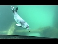 Video of a seal playing with a butterfly is the purest thing on the internet