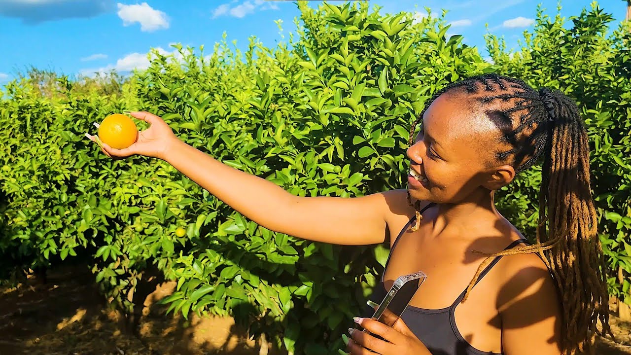 Посещение фермы для ознакомления с выращиванием апельсинов PIXIE в тропическом климате/умным ферм...
