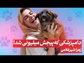 سگ ها خیلی دوستم دارند 