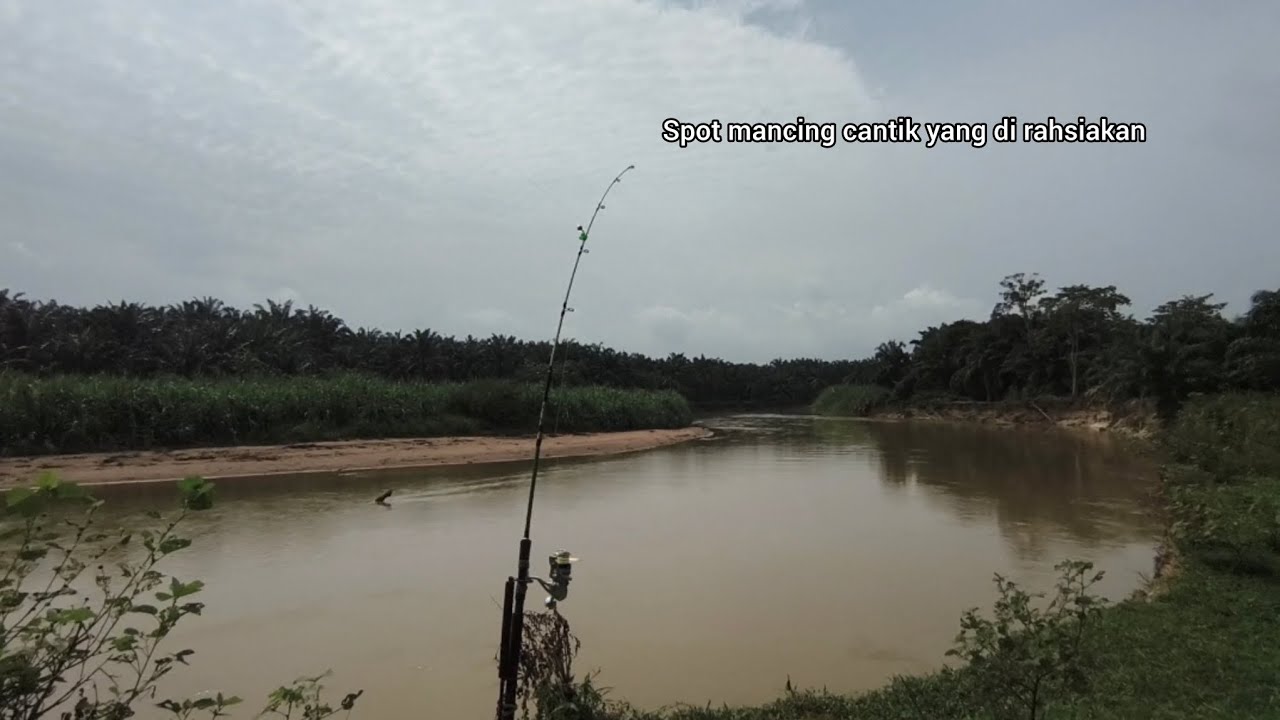 MANCING IKAN SUNGAI SPOT RAHSIA SUDAH BERMULA. NAK TAHU USAHA SENDIRI CARI.! 