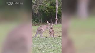 Kangaroos Bonding With Their Joeys as Mother's Day Approaches