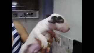 Bull Terrier Filhotes