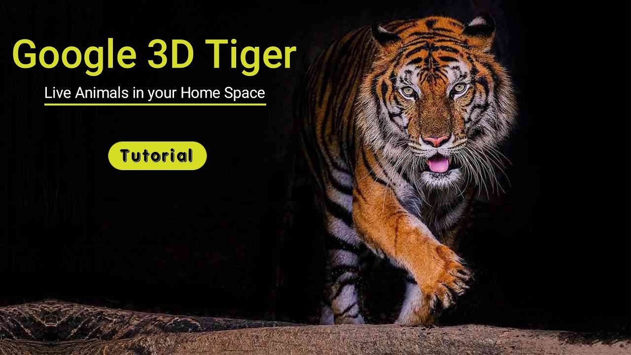 Tiger 3d Tutorial  Live Animals in Your Home Space 