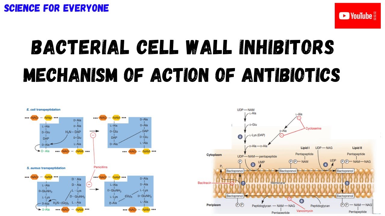 Cell Wall Inhibitors | How it kills Bacteria? | Mechanism of Action ...