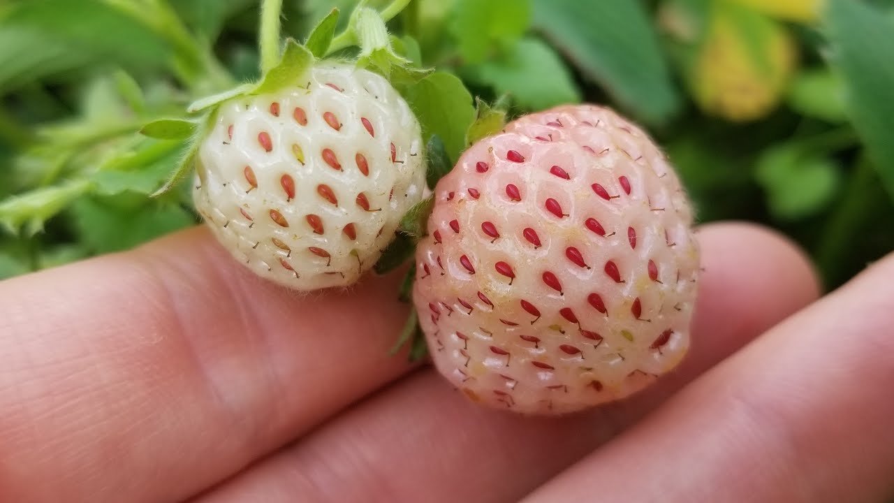 Can You Grow Pineberries From Seed?