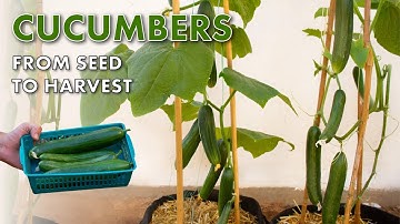 How to Grow Lots of Cucumbers in Containers: Step-by-Step Guide
