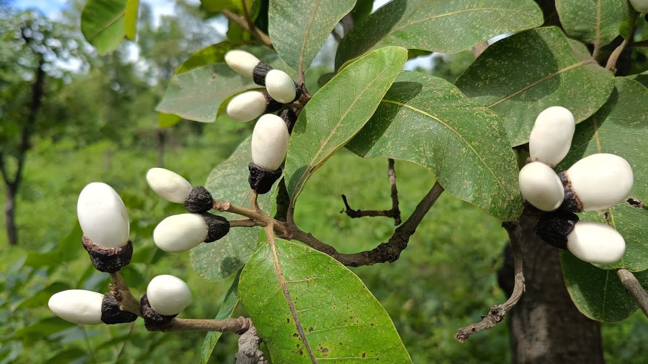 White Biba tree Kya hai safed lbhilawa seeds Original 📱8317280956 ...