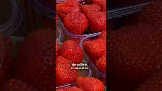 Datos Curiosos Sobre Fresas Para La Luna De Fresa De Junio