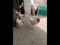 How to breed white leg horn layer hen