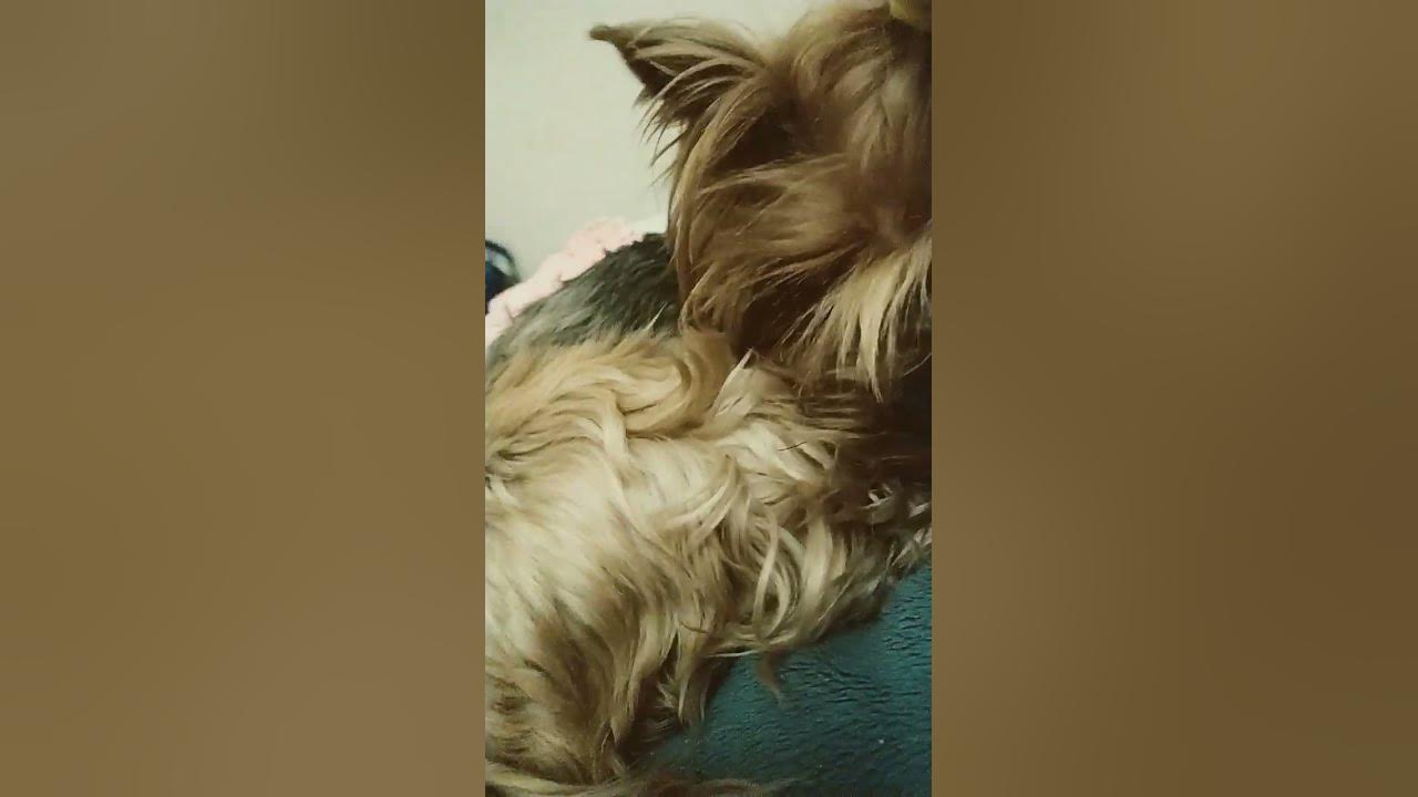 Нашка🐶 - YouTube