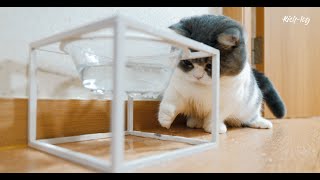 A cat who wanted to catch falling water drop (petlog 29)  feat. Kimchijeon and Makgeolli