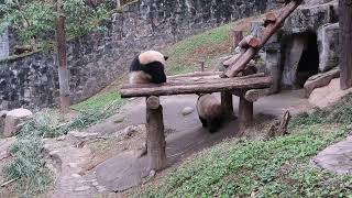 #10 Dec 2025 at Dujiangyan Panda Park