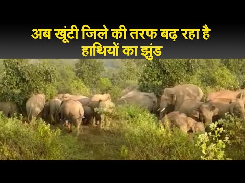 Jharkhand news : अब खूंटी जिले की तरफ बढ़ रहा है हाथियों का झुंड I elephant corridor Jharkhand