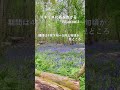 イギリスの5月の花/イギリス春の訪れ/ブルーベル/イギリスの絶景/行って欲しい日帰り旅/英国夫婦/イギリスvlog/ロンドン郊外/映えスコーン