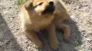 Finnish Spitz Siru and her puppies