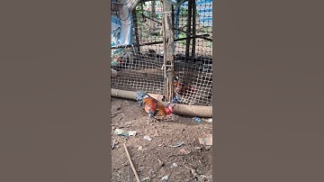 gà rừng tơ cực xong.me nyuam lau qaib khav tiag tiag