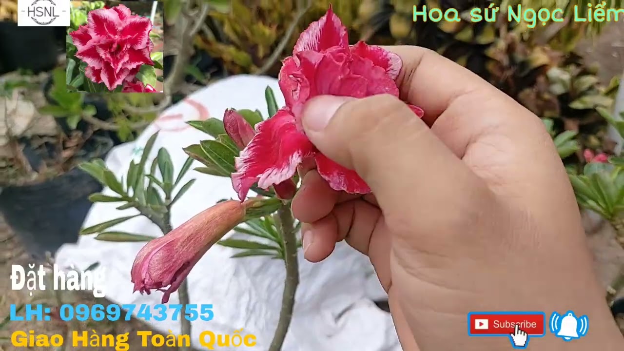(đã hết) Hoa sứ thái chiết zin cánh kép (1-1-2023) LH:... - youtube